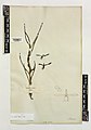 Luisia volucris Herbarium specimen