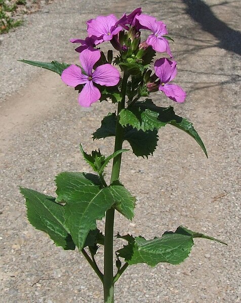 File:Lunaria annua a1.jpg