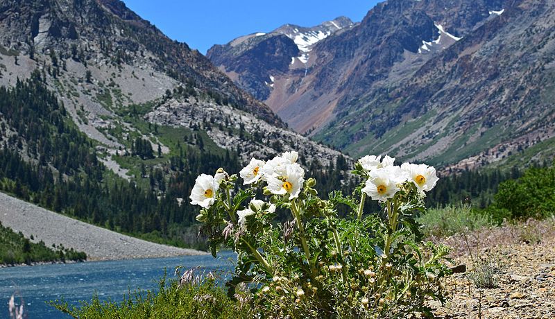 File:Lundy Canyon poppy - panoramio.jpg