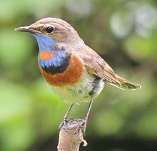 Bluethroat Luscinia svecica volgae.jpg