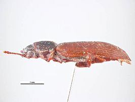 Lyctus pubescens