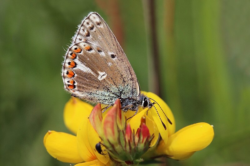 File:Lysandra bellargus female underside ab. obsoleta.jpg