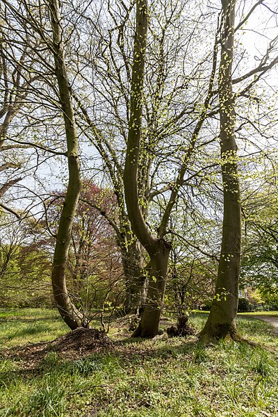 File:Münster, Park Sentmaring, Naturdenkmal -- 2015 -- 5717.jpg