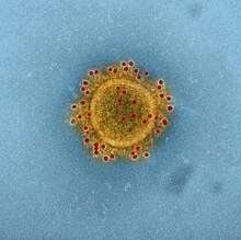 MERS Coronavirus Particle MERS Coronavirus Particle (14702606627).jpg