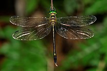 Macromidia donaldi-Kadavoor-2016-07-25-002.jpg