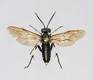 <i>Macrophya duodecimpunctata</i> Species of sawfly