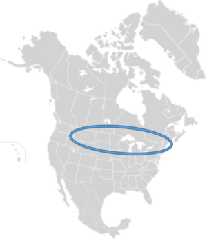 Macropis nuda distribution.png