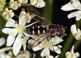 Melangyna labiatarum Verrall, 1901