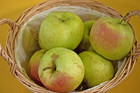 Malus winter banana apple 4175.jpg