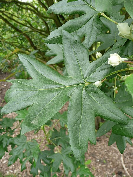 File:Malus trilobata leaves 01 by Line1.jpg