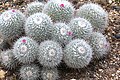 Mammillaria geminispina ssp. leucocentra