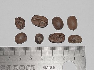 <span class="mw-page-title-main">Maragogipe Coffee</span> Variety of coffee plant