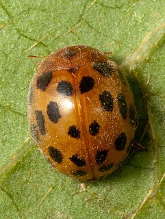 <i>Subcoccinella vigintiquatuorpunctata</i> species of beetle