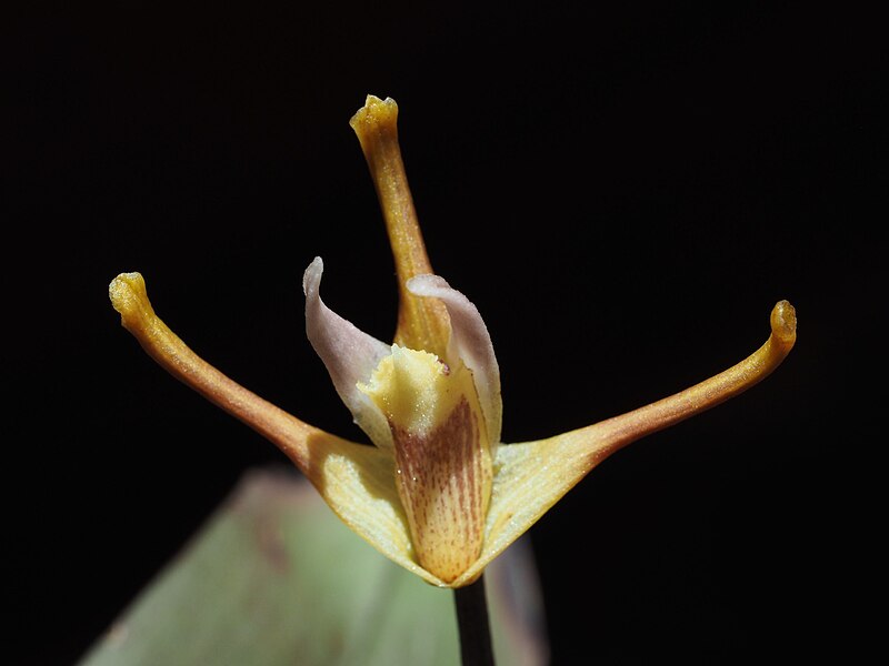 File:Maxillaria pseudoreichenheimiana bottom of the flower (14949220868).jpg