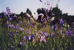 Meadow در Katrynka.jpg