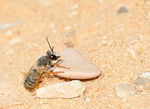 Megachile atrocastanea laki-laki 1.jpg