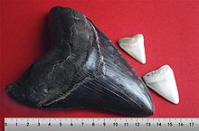 Zub megalodona na červeném podkladu vedle dvou znatelně menších zubů bílého žraloka. Pod zuby je měřítko, které ukazuje, že megalodonův zub je asi 13,5 cm dlouhý.