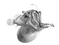 Humpback Anglerfish or Johnson's Blackdevil