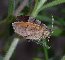 Mellilla xanthometata - Orange Wing Moth (13919408172) .jpg