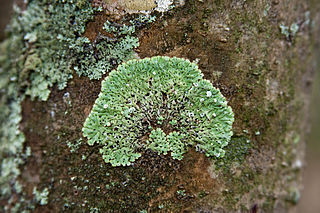 <i>Menegazzia subsimilis</i> Species of lichen in the family Parmeliaceae