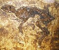 الحصان القديم المنقرض † Messelobunodon schaeferi(كان صغير الحجم).