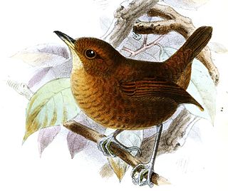 Flutist wren Species of bird