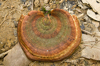 <i>Microporus</i> Genus of fungi