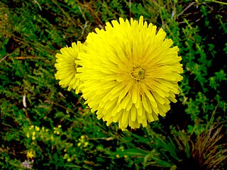 <i>Microseris laciniata</i> Species of flowering plant