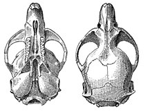 Microtus oregoni skull, Bailey 1900.JPG