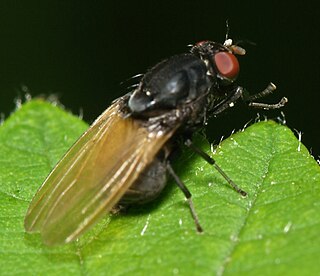 <i>Minettia</i> Genus of flies