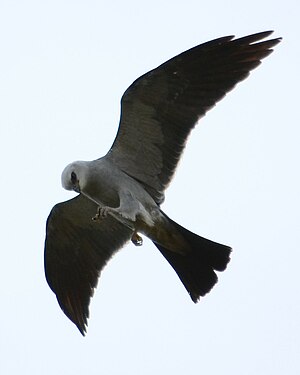 Mississippi Kite catching