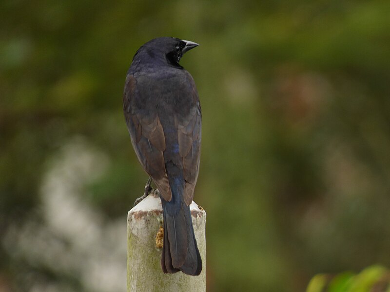 File:Molothrus bonariensis (Chamón parásito) (14033538841).jpg