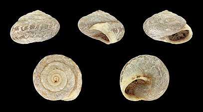 Monilearia monilifera (fossil)