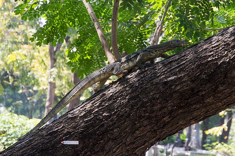File:Monitor lizard at Lumphini Park, Bangkok.jpg