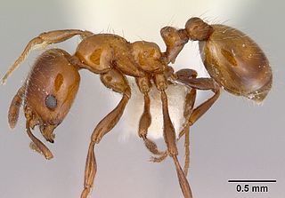 <i>Monomorium antarcticum</i> Species of ant