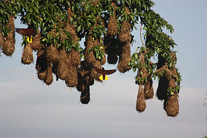 Hanging nests in farmland near Quesada, Costa Rica Montezuma's oropendola.jpg