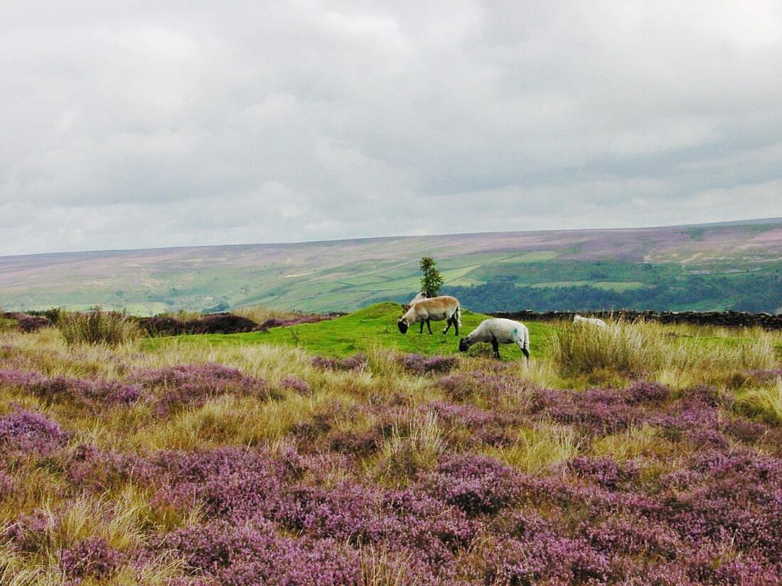 North York Moors