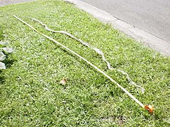 A 3.2-m-long, intact amethystine python skin in Australia: The snake that shed this skin would be significantly shorter than 3.2 m, as the snake skin is folded on top of and below each scale. This causes a shed skin to be almost twice as long as the snake that shed it.