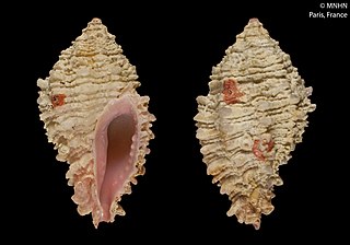 <i>Morula euryspira</i> Species of gastropod