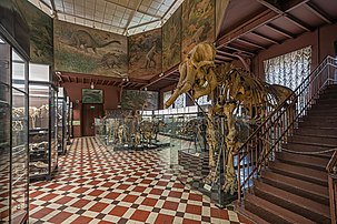 Salle d'anatomie comparée dans le musée zoologique de Moscou. (définition réelle 7 526 × 5 017)
