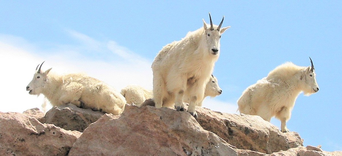 Dozen Mountain Goats at Mt Evans - Pencarian Lemon8