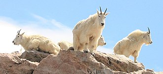 Mountain goats along the Mount Evans National Recreation Trail. Mountain Goats on Mount Evans Colorado.JPG