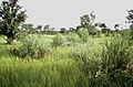 Savane soudanienne avec Andropogon gayanus dans la Réserve partielle de Pama.