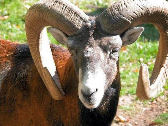 Mouflon