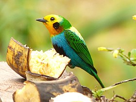 Multicolored tanager chicoral.jpg