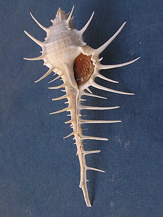 <i>Murex altispira</i> Species of gastropod