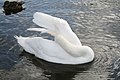 Swan cleaning herself