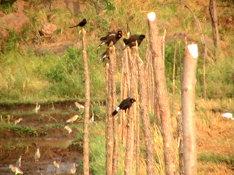 File:Myna birds on fence.png