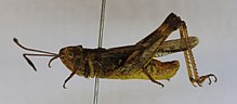 Myrmeleotettix antennatus (erkek) (ZSM) .JPG