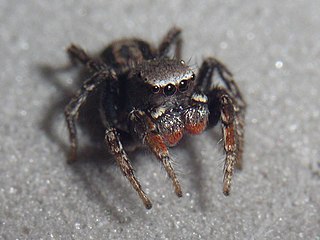 <i>Habronattus altanus</i> Species of spider